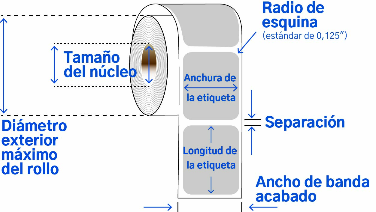 anatomy