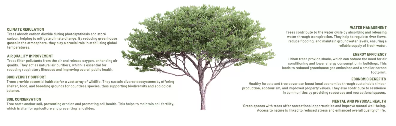 Trees Vital for Sustainability