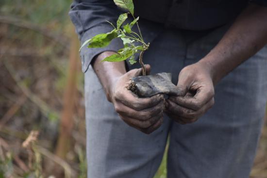 tree planting